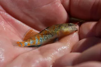 A small, brightly colored fish with a hook in the mouth.