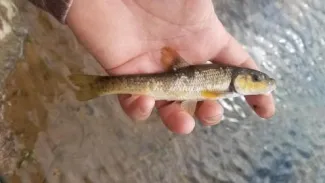 A small fish with a greenish-yellow body. 