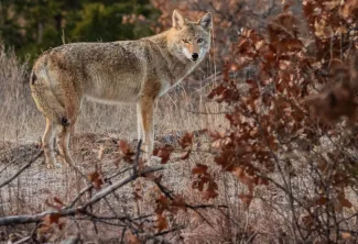 A coyote stands behind tree branches. 