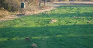 Deer blind over a prepared field with a doe munching away.