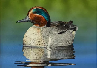2022 Duck Stamp Winner, Scott Calpino