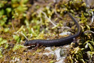 A brown salamander with a golden stripe on its tail