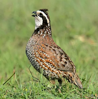 Quail August 2022 Roadside survey