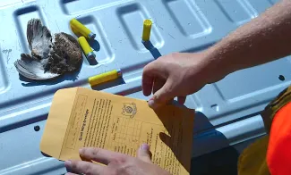 Hunters at select WMAs can help with quail research by donating a wing from each harvested quail. (Outdoor Oklahoma TV)