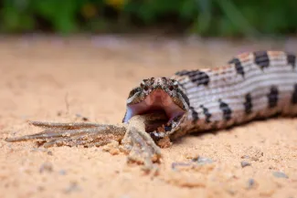 A snake with its mouth open and frog legs sticking out. 