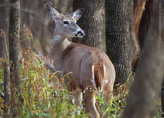 Most Deer in Rut Just Days Ahead of Gun Hunting Season | Oklahoma ...