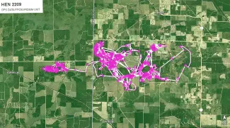 FIGURE 1: Shown here is the movement of one wild turkey hen that was fitted with a GPS transmitter during the 2022 breeding season.