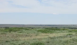 A rangeland with low growing grasses and shrubs