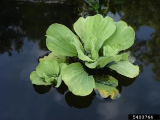 Water Lettuce