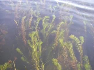 Watermilfoil