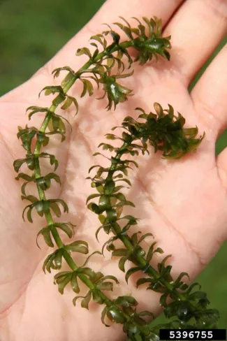 Hydrilla