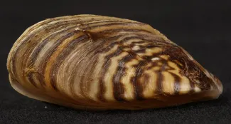 Zebra Mussel