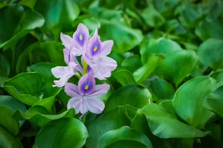 Water Hyacinth Flower