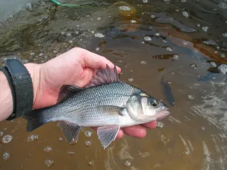 White Perch