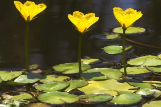 Yellow Floating Heart