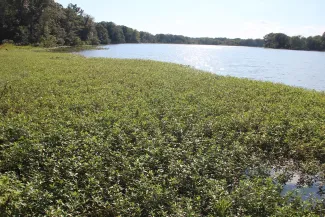 Alligator Weed on Robert S. Kerr