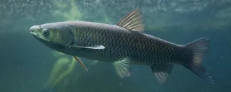 Grass Carp
