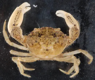 Harris Mud Crab