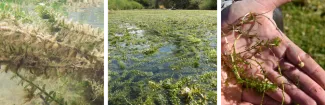 Hydrilla