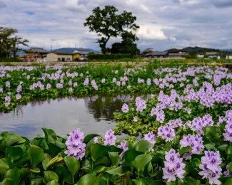 Water Hyacinth