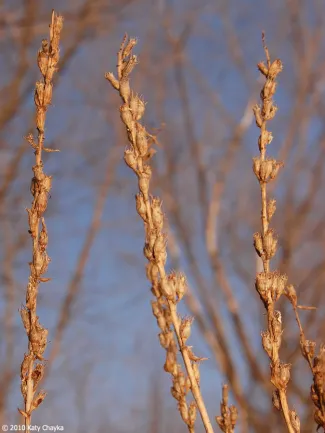 Purple Loosestrife during winter