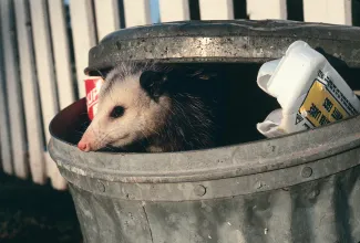 A Virginia opossum in a trash ca.