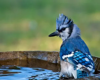 A blue and white bird perches in a birdbath.