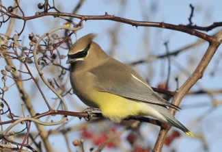 A tan bird with a yellowish flank and black mask