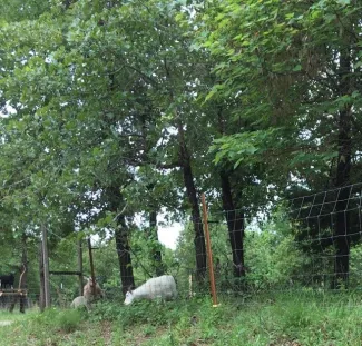 A white goat feeds on woody plants next to a woven wire fence. 