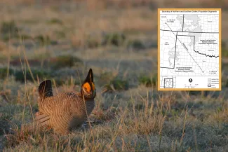 A stocky tan and brown bird with inset map of its range.