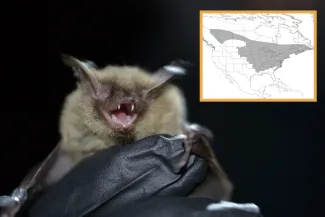 A brown bat with an inset map of its range
