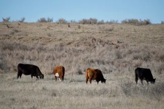 Two black and two red cows graze at Cimarron Hills WMA. 