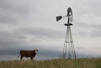 A red cow with a white face stands next to a windmill.