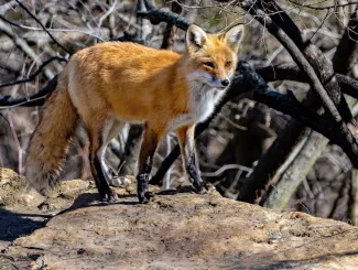 A reddish-orange fox with a white throat and black legs. 