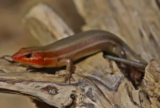 A slender, golden brown lizard with a reddish-orange face with two lighter stripes down its side.