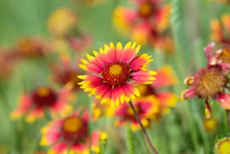 A bright flower with a reddish center and yellow edges in a field of other flowers.
