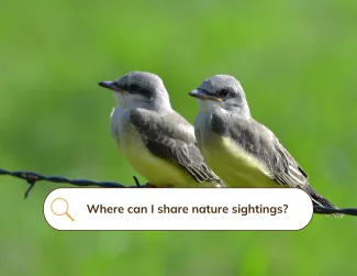 Two gray and yellow western kingbird hatchlings perched on a barbed wire with a search bar superimposed on the image with text "where can I share nature sightings".