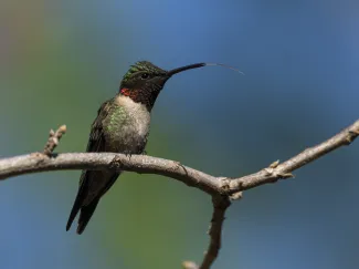 A tiny bird with a dark throat and a long, pointed bill sits on a branch. 