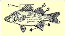 Illustration of a white bass