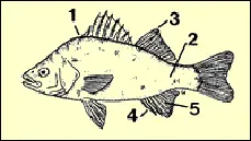illustration of a white perch