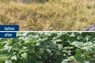A before after shot showing pale green bermudagrass on top and dark green sunflower plants as the result of management efforts. 