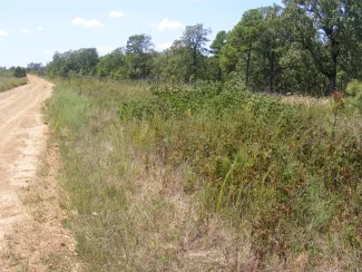 Trees have been removed from next to a dirt road.