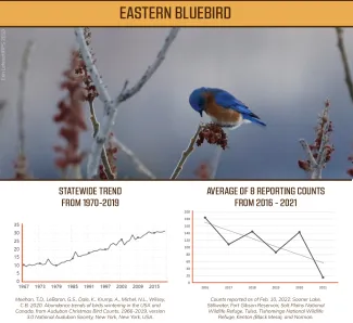 Two graphs showing the statewide trend and average counts of eastern bluebirds.
