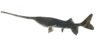A dark-bodied fish with an extremely long, flattened snout.