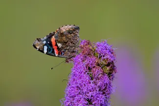 A brown and orange butterfly feeds from a bright purple flower. 