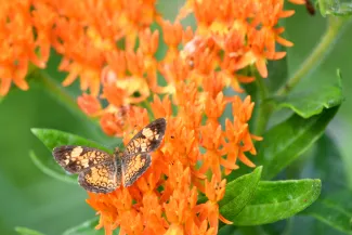 An orange and brown butterfly on bright orange flowers