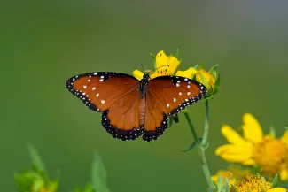 An orange and black butterfly feeds on a bright yellow flower