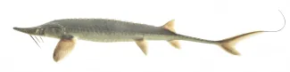 A long-bodied fish with a flattened head and long tail. 