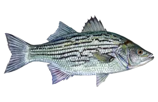Illustration of a striped bass hybrid