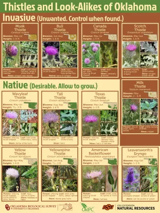 A poster from the Oklahoma Biological Survey highlighting five invasive thistles, six native thistles, and one native look-alike.
